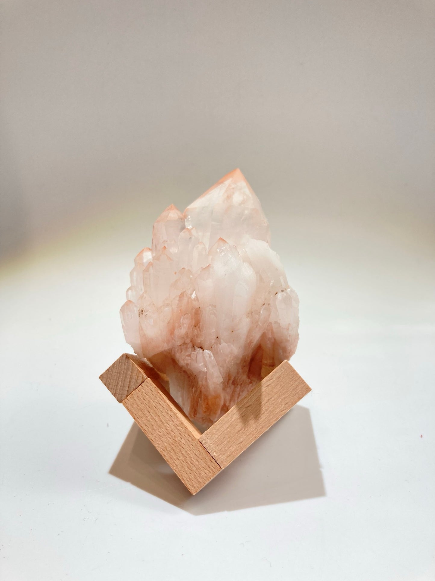 馬達加斯加粉紅菠蘿骨幹