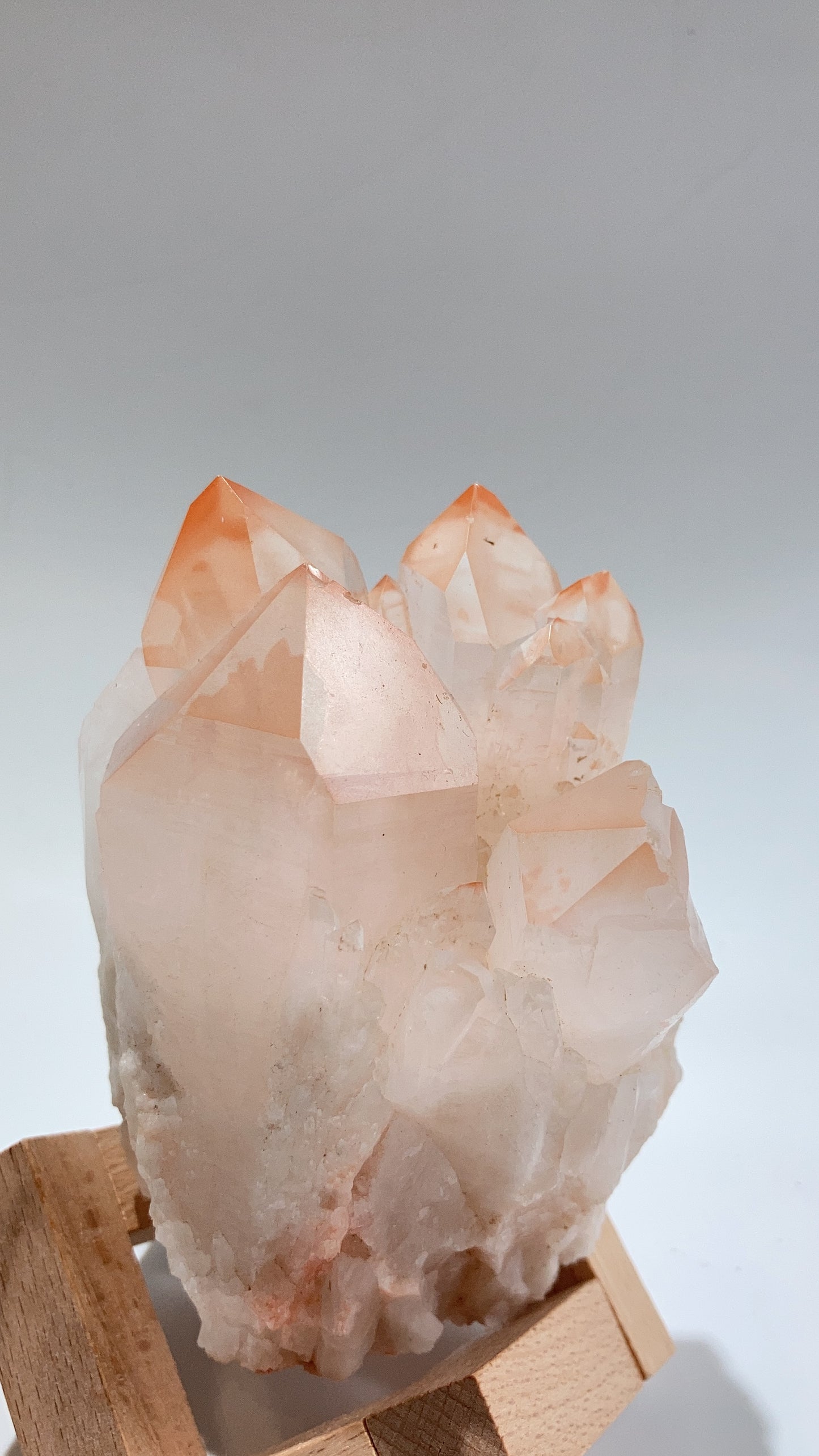 馬達加斯加粉紅菠蘿骨幹