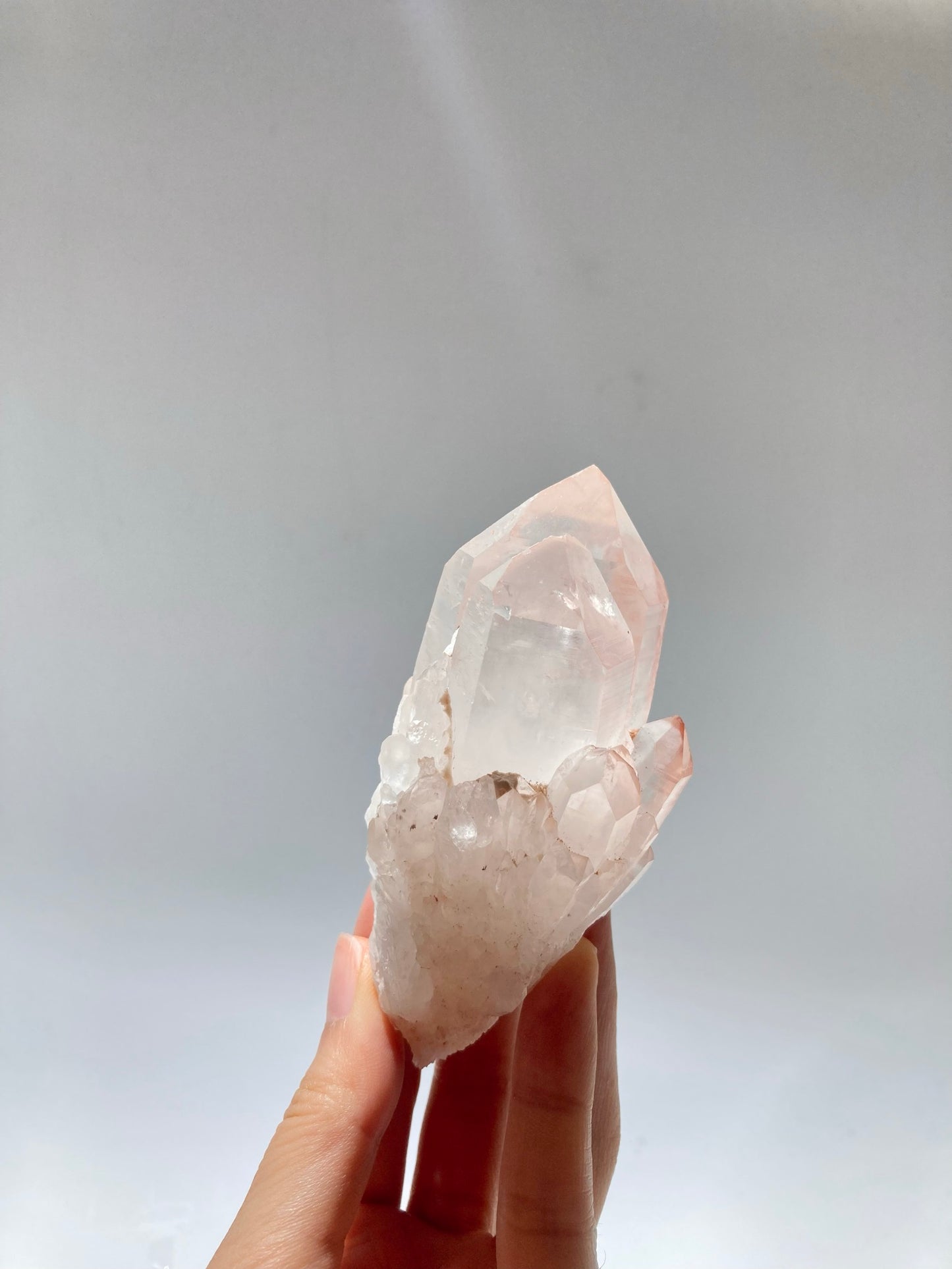 馬達加斯加粉紅菠蘿骨幹