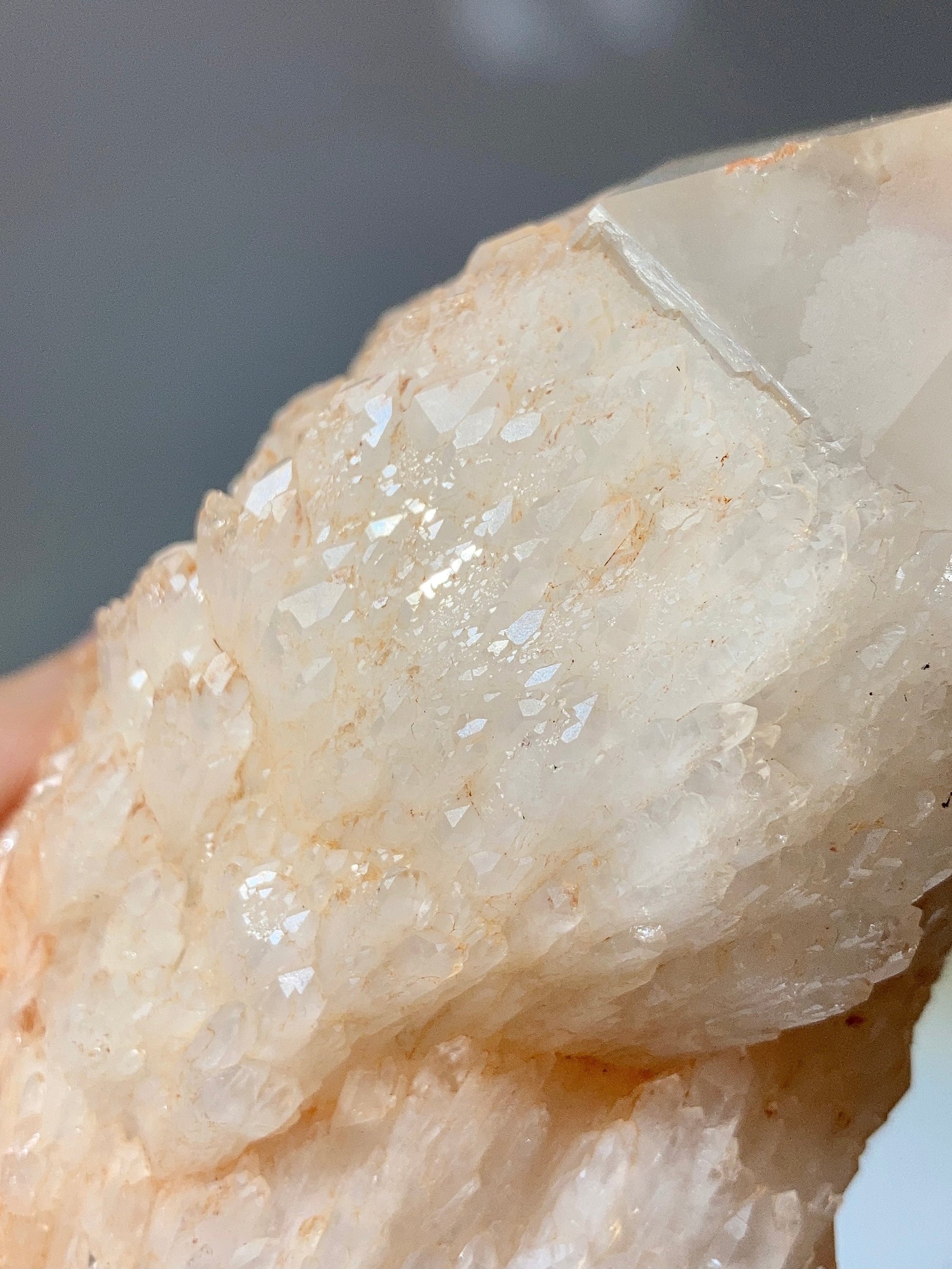 天然紅泥菠蘿骨幹（共生）